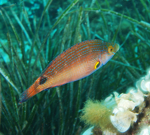 Axillary wrasse